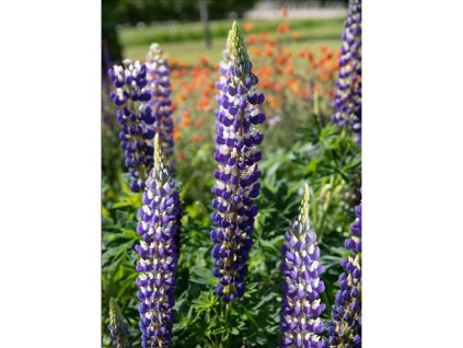 25122 vlci bob governor v kvetinaci