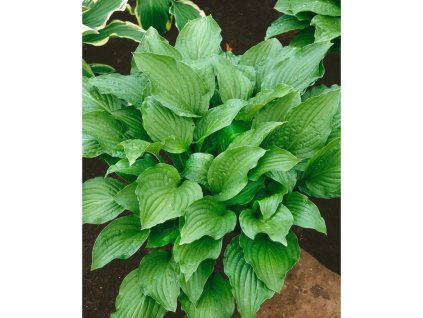 Bohyška 'Royal Standard' v kvetináči