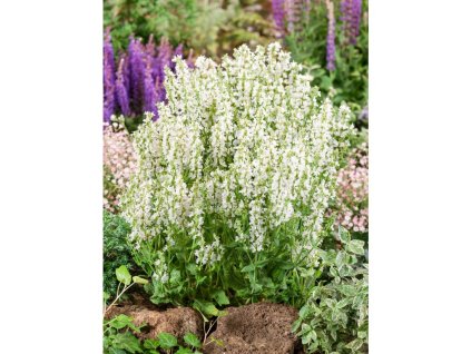 25278 1 salvej schneehugel v kvetinaci