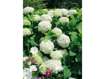 Hortenzia 'Annabelle' v kvetináči