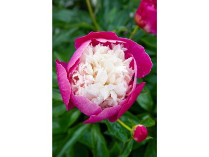 25472 1 pivonka gay paree v kvetinaci