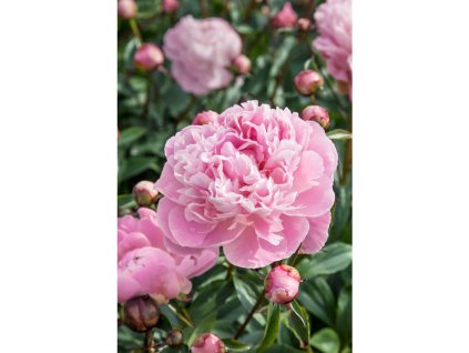 25478 pivonka germaine bigot v kvetinaci