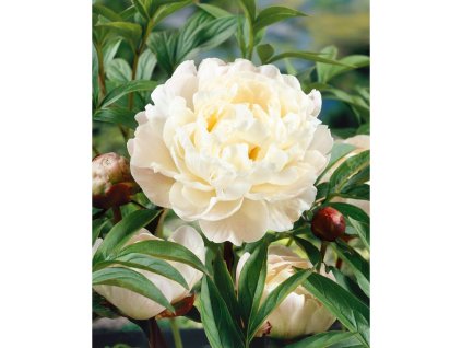 25481 pivonka gardenia v kvetinaci