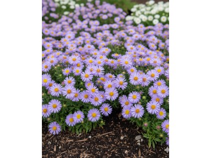 Generated Image October 23, 2025 12 53PM