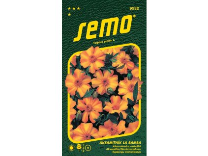 aksamitnik rozkladity la bamba 40s