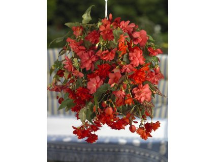 5075 begonie previsla pendula pink 2 ks