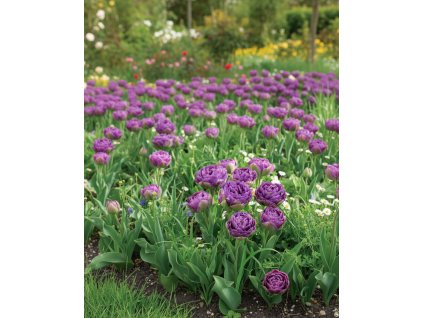 Generated Image November 21, 2025 11 22AM