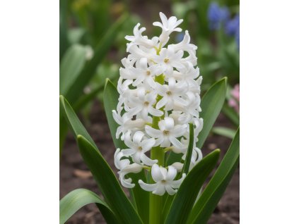 Generated Image November 21, 2025 2 11PM