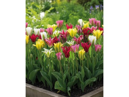 Generated Image November 21, 2025 2 19PM