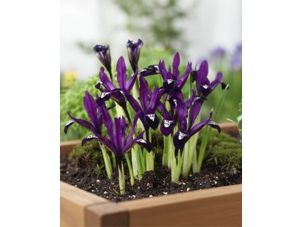 Generated Image November 21, 2025 2 33PM (1)