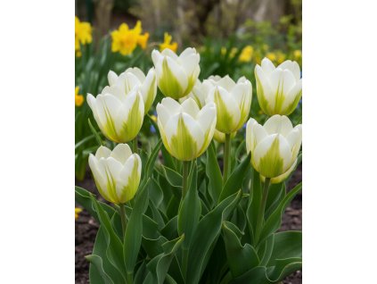 Generated Image November 21, 2025 2 41PM