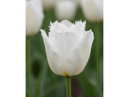 Generated Image November 21, 2025 2 46PM