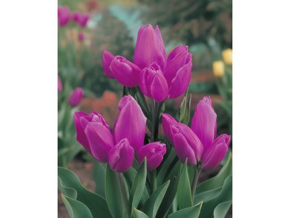 Generated Image November 26, 2025 7 58AM