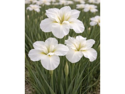 43C97E1D C293 4818 BBA1 EEA31DE4BDF1