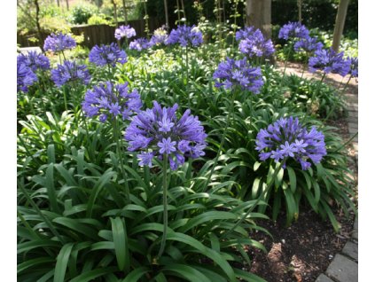 white bg result (13)