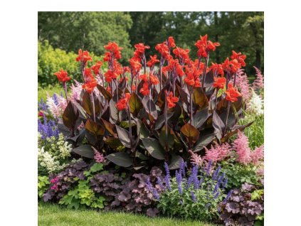 canna garden 72mdy8ua0