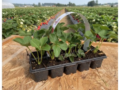 white bg result (83)