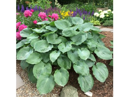 white bg result (97)