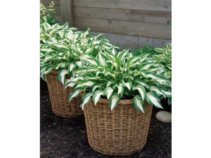 white bg result (99)