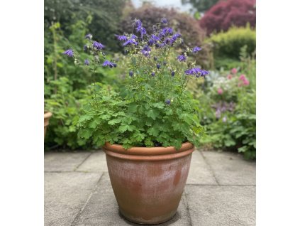 white bg result 2026 01 13T081259.054