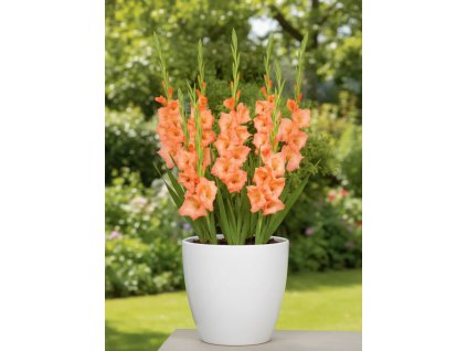 white bg result 2026 01 13T082900.327