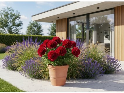 zahon navrh 1768670695233