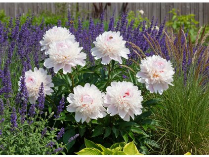 zahon navrh 1768671743390