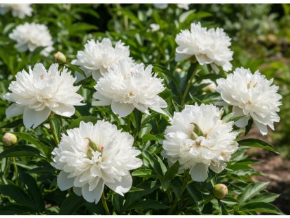 white bg result (15)