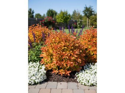 white bg result (16)