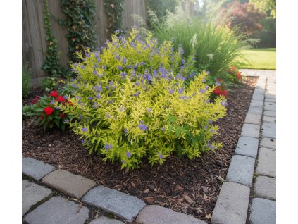 white bg result (11)