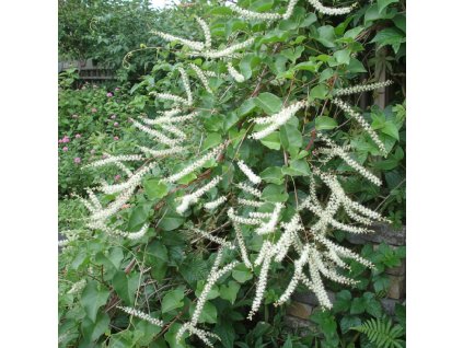 garden canvas 2e6c8f17 ada3 4836 87b8 e228922124db