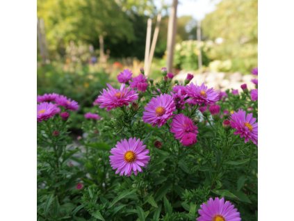 garden canvas 94dbe97f bd90 4fc1 9704 9dc48b93c77c