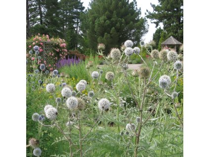 garden canvas 6759f8e3 0cfe 4c0e ac15 36cdf7babb7d