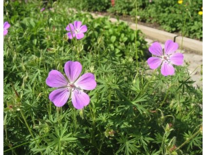 garden 1769585632793