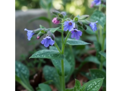 garden 1769585257947