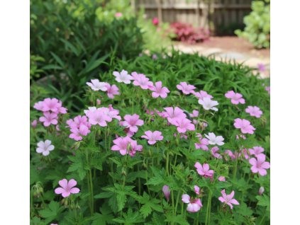 garden 1769584255944