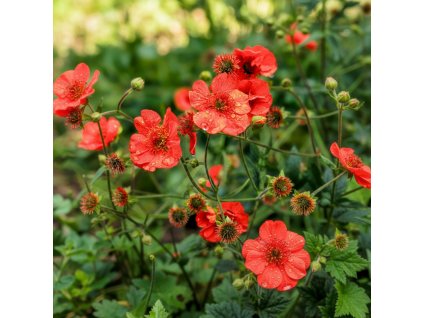 garden background 1769522385256