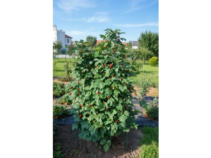 garden 1769583998527