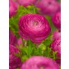 2621 2 pryskyrnik ranunculus pink 3 ks