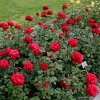 3317 7 velkokveta ruze kordes grande amore 2l kontejner