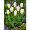 3602 1 tulipan purissima 5 ks
