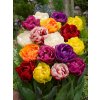 Mix plnokvětých tulipánů 50 ks (Velikost hlíz 12+)