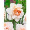 3743 1 narcis replete 5 ks