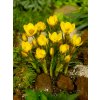 3833 1 krokus fuscotinctus chrysanthus 10 ks