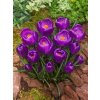 Krokus 'Flower record large flowering' 10 ks (Velikost cibulek 7/8)