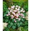 3875 1 bramborik podzimni cyclamen hederifolium 1 ks