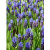 3881 1 modrenec muscari latifolium 10 ks