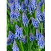 3884 1 modrenec muscari armeniacum 10 ks