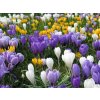 3947 1 mix krokusu large flowering 50 ks