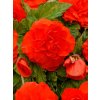 5018 1 begonie plnokveta double orange 2 ks